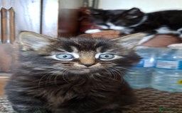 British Shorthair cats for sale: 2 beautiful little kittens ready to be loe - Image 10