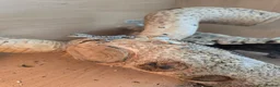 Bearded Dragon reptiles for sale: BEARDED DRAGONS TINT OF RED  - Advert 12