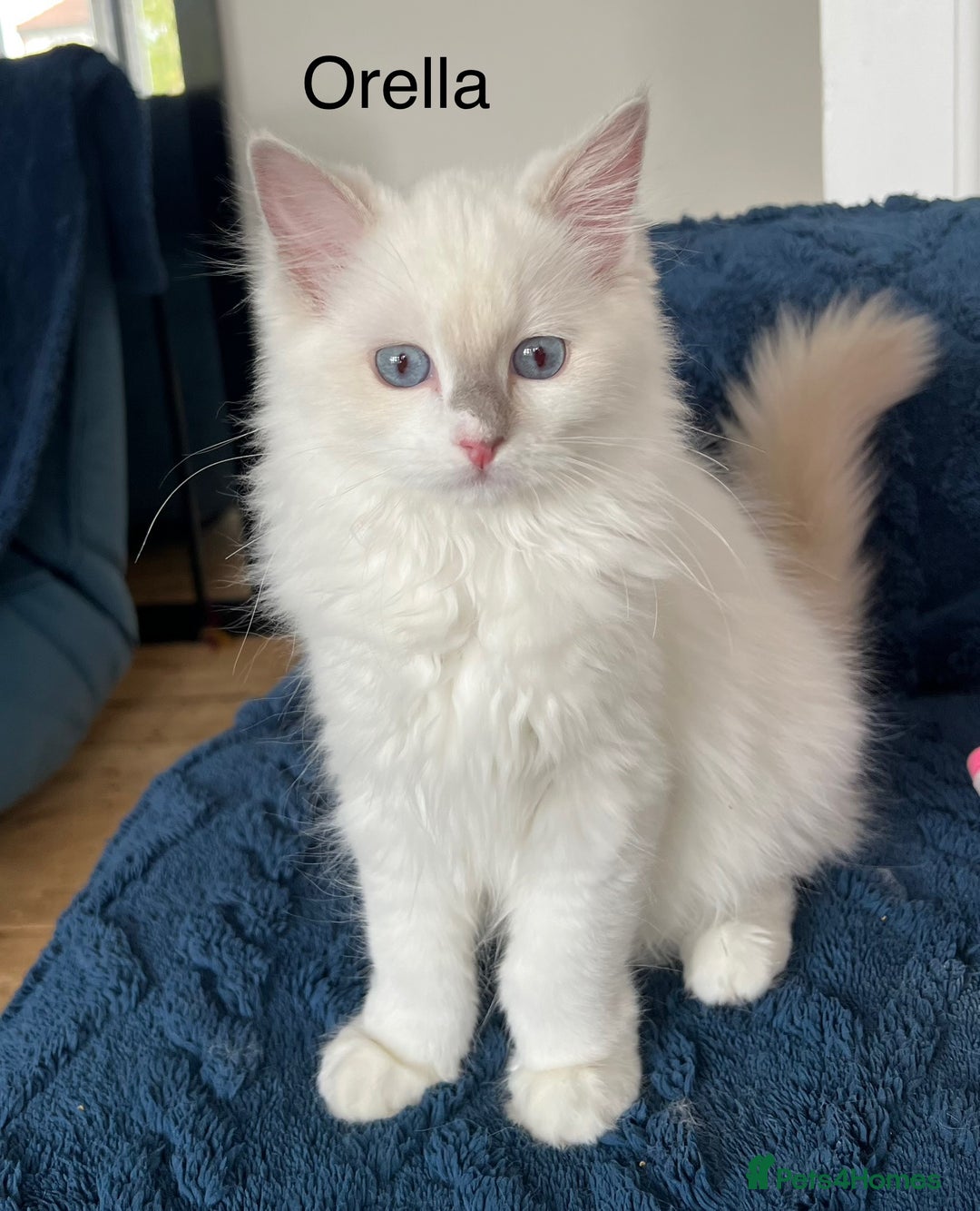 Ragdoll cats for sale: Beautiful Pedigree Ragdoll Kittens - Image 5