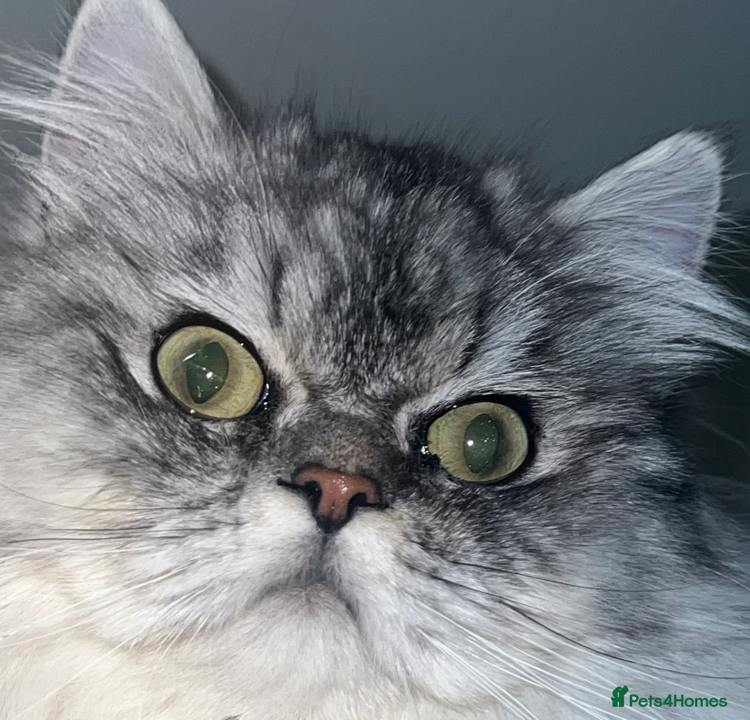 Persian cats for stud: chinchilla Persian proven stud ONLY not for sale  - Advert 2