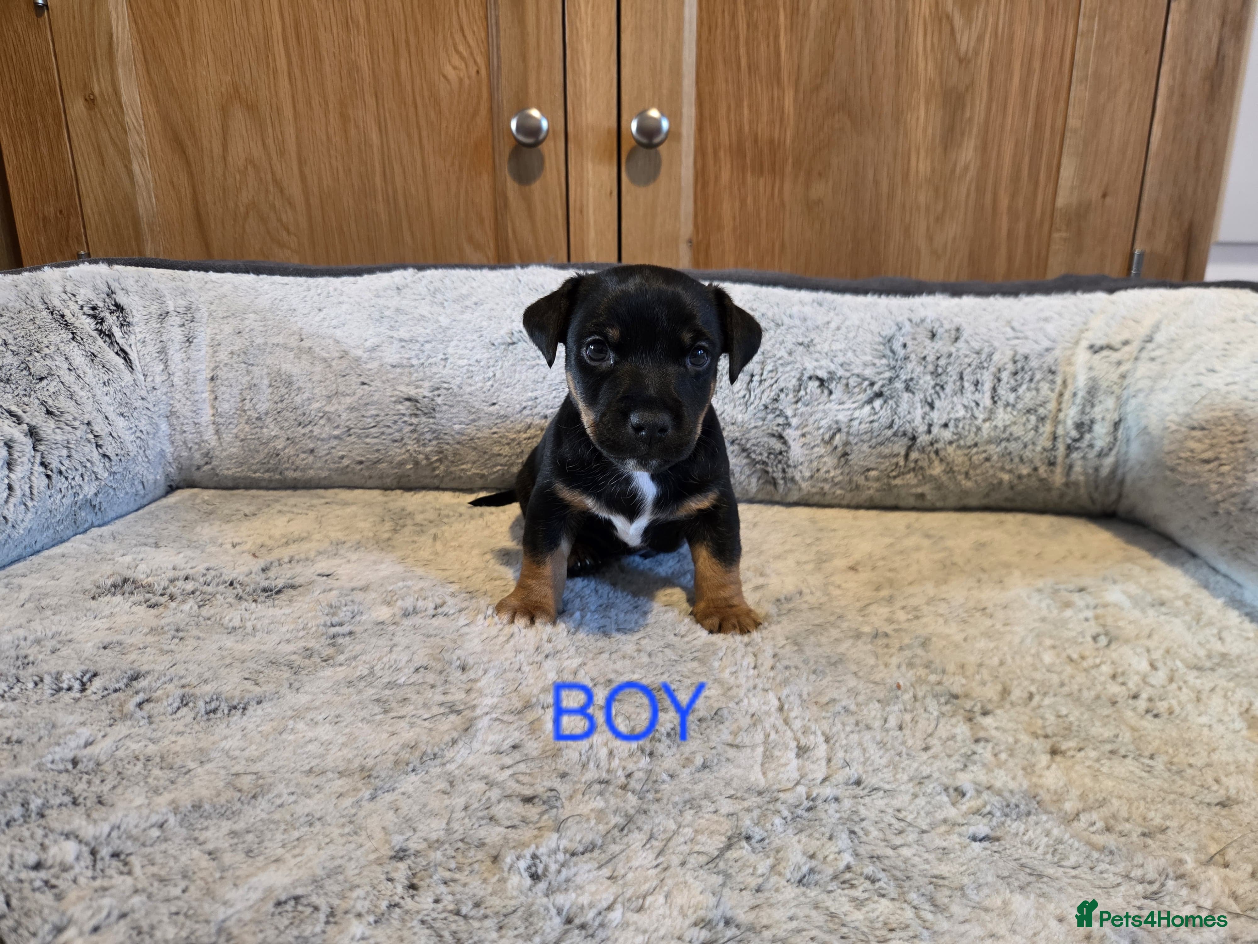 Jack Russell dogs Beautiful Black and Tan and Tri Jack Russell pups - Advert 2
