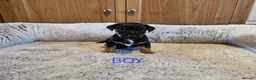 Jack Russell dogs for sale: Beautiful Black and Tan and Tri Jack Russell pups - Advert 2
