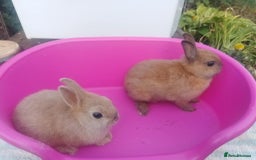 Netherland Dwarf rabbits for sale: Netherland Dwarfs: Male & Female, rare colours - Image 3