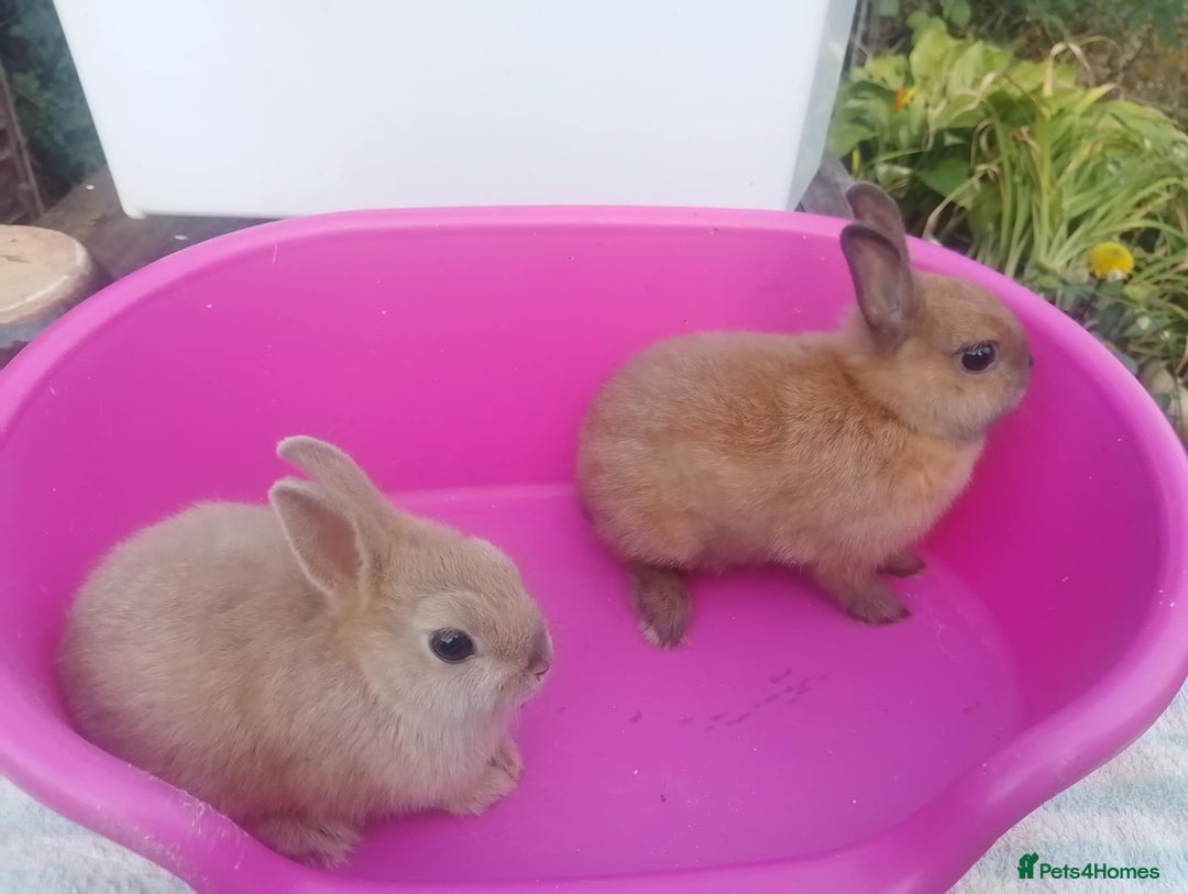 Netherland Dwarf rabbits for sale: Netherland Dwarfs: Male & Female, rare colours - Image 3