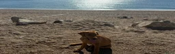 Labrador Retriever dogs for sale: GORGEOUS FOX RED PUPPY LABRADOR BITCHES  - Advert 4
