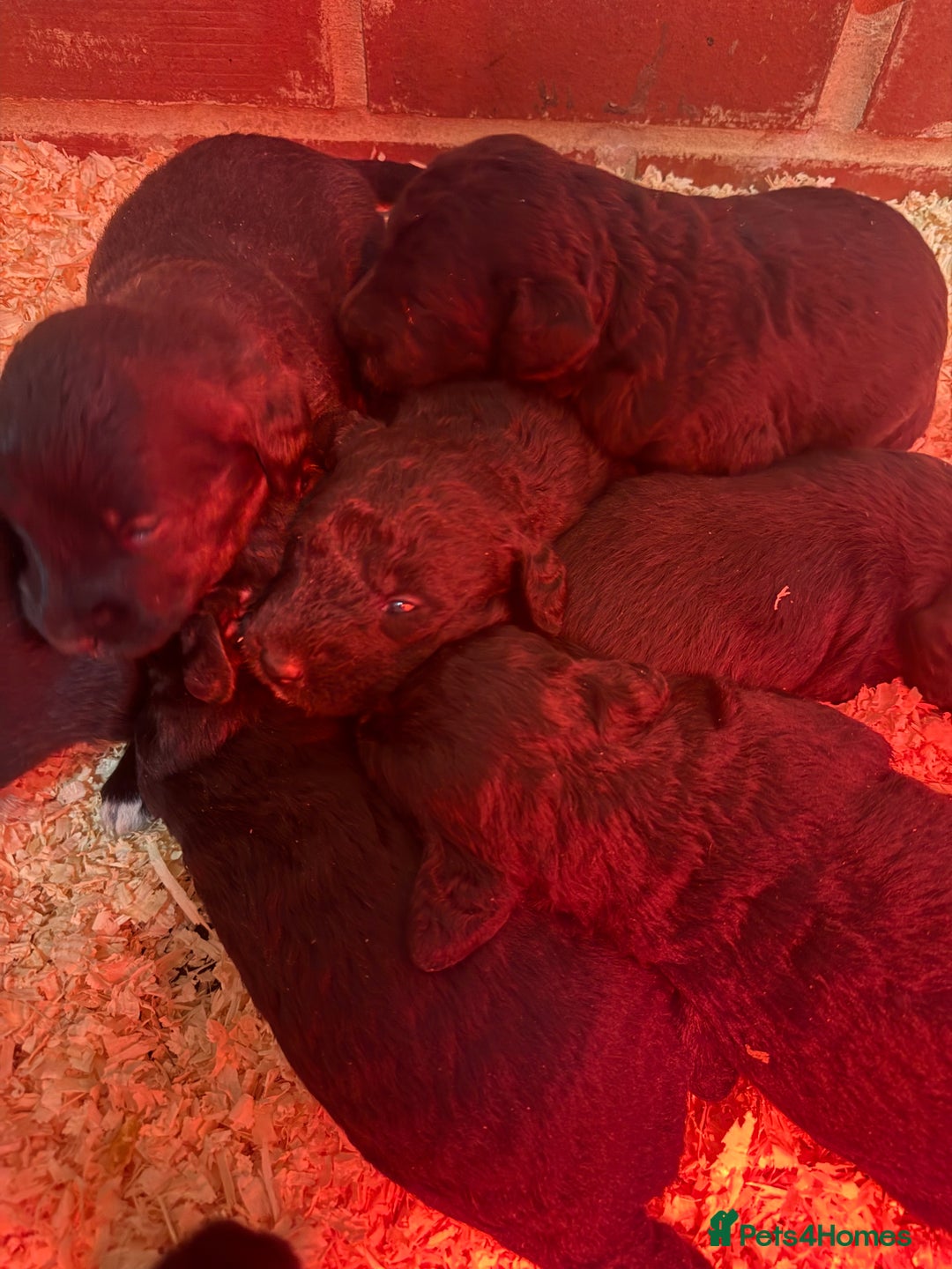 Mixed Breed dogs for sale: Bedlington x whippet Lurcher pups - Image 27