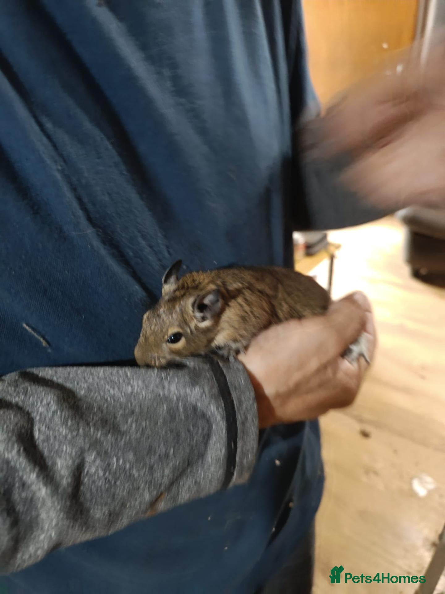 Degus rodents Degus - Advert 1