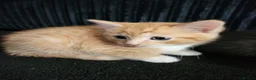 Mixed Breed cats for sale: 2 boy kittens - Advert 7