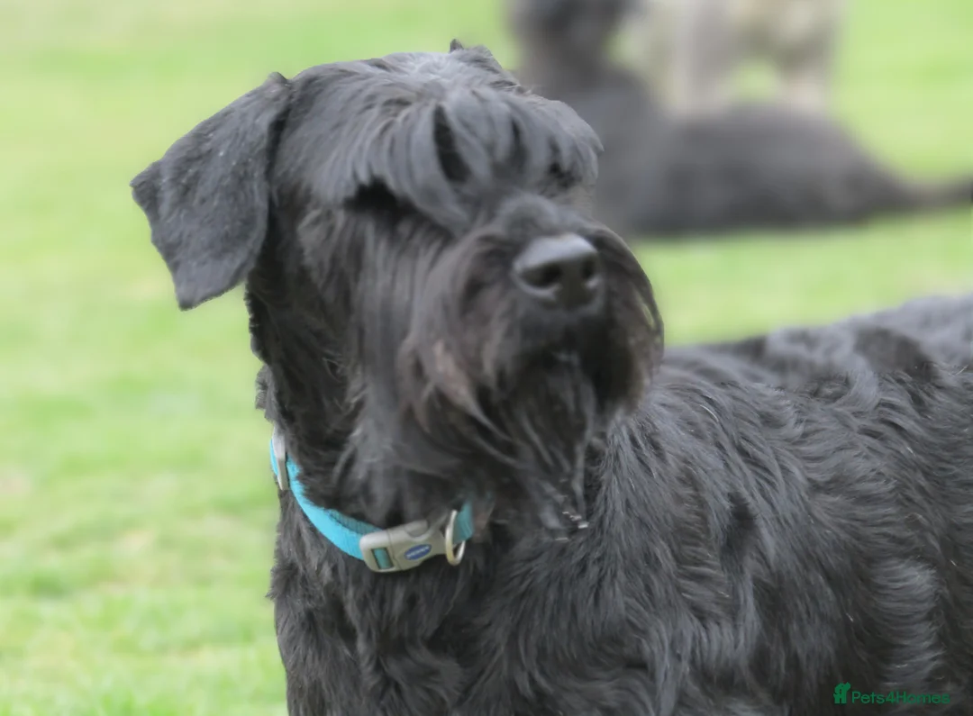 Giant Schnauzer dogs for sale: Royal Kennel Club Registered Puppies. - Advert 7