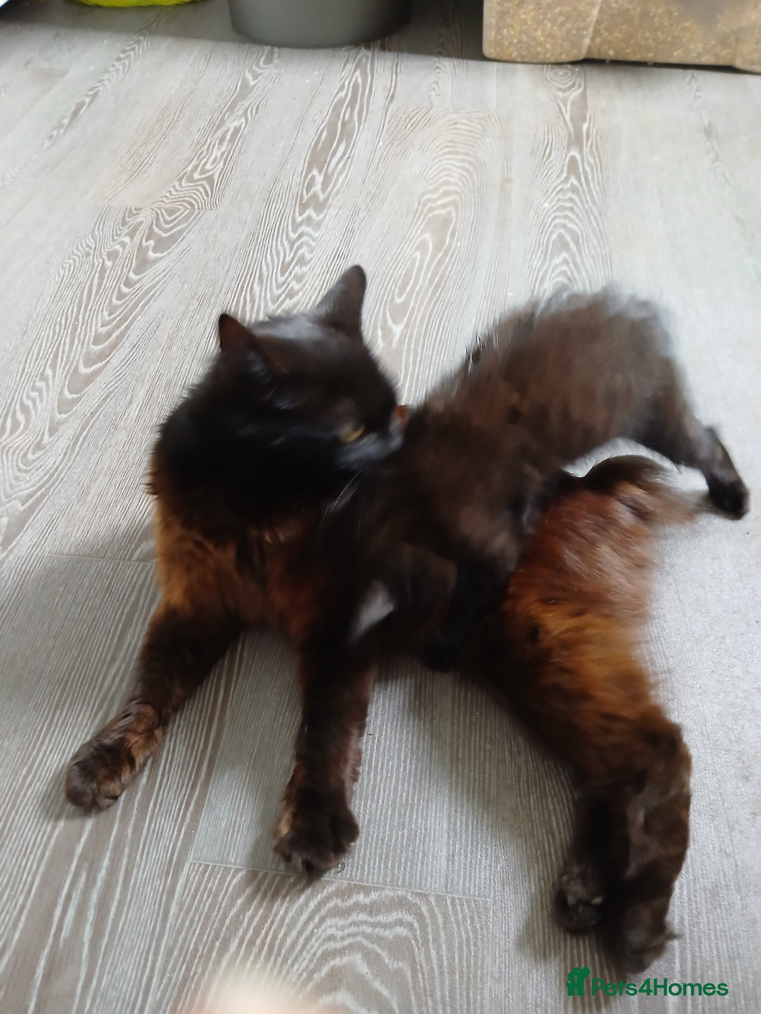 Mixed Breed cats for sale:  Black chocolate Ragdoll cross american bobtailcat in Lancing - Advert 5