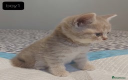 British Shorthair cats for sale: British shorthair kittens and scotish fold  - Image 15