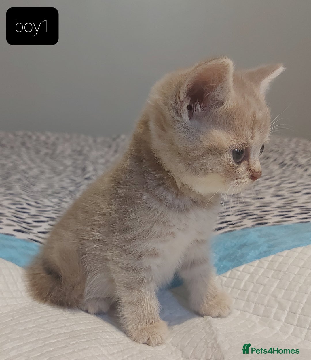 British Shorthair cats for sale: British shorthair kittens and scotish fold  - Image 15