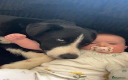 Border Collie dogs for sale: Koby the border collie  - Image 9