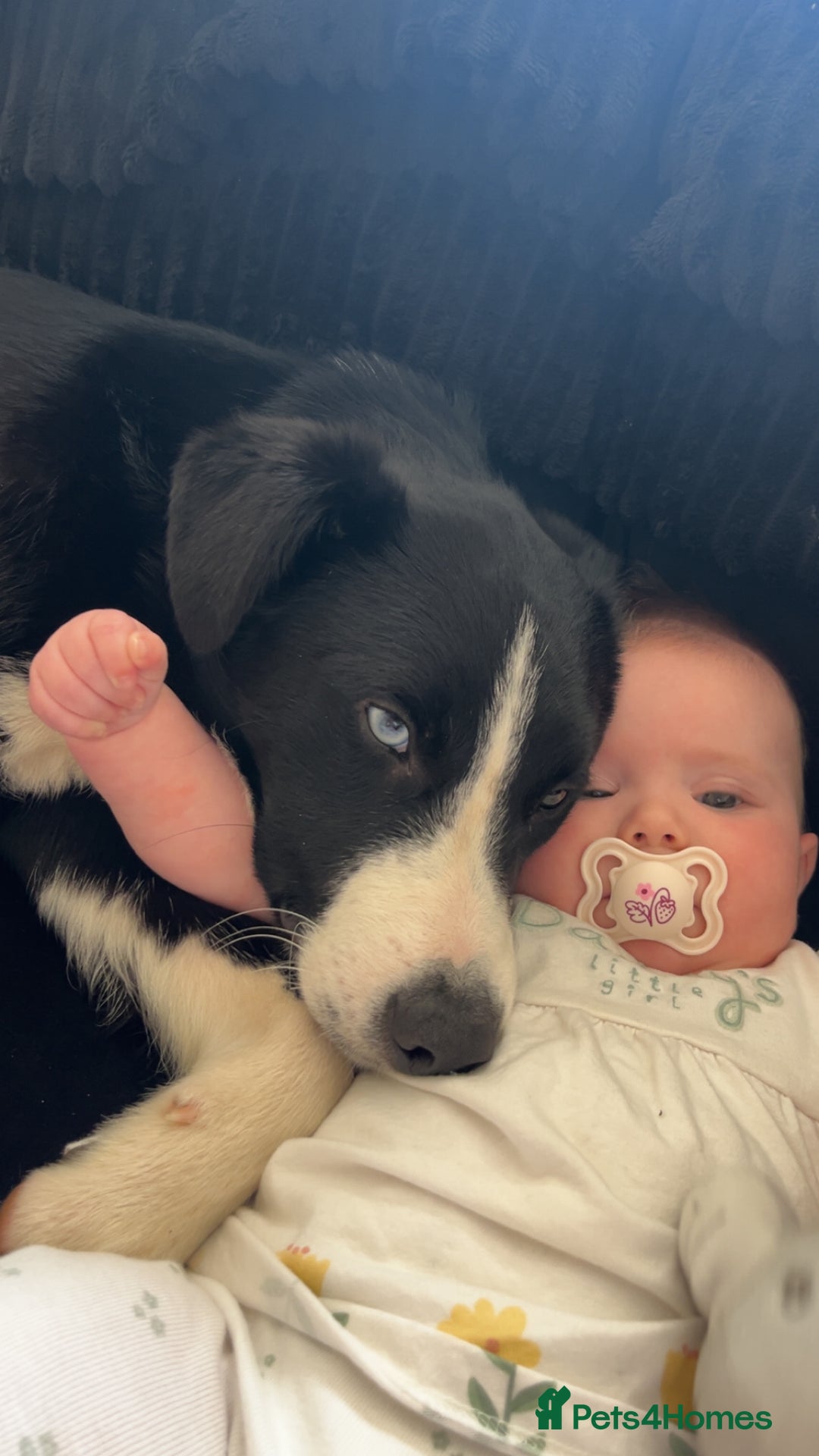 Border Collie dogs for sale: Koby the border collie  - Image 9