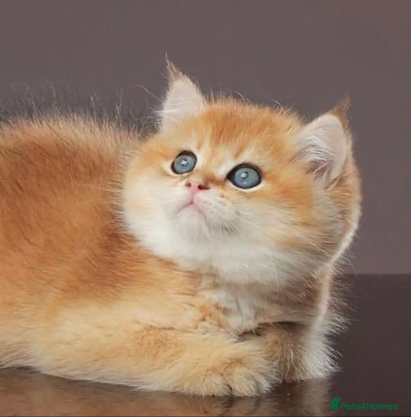 Free Kittens for sale | Pets4Homes