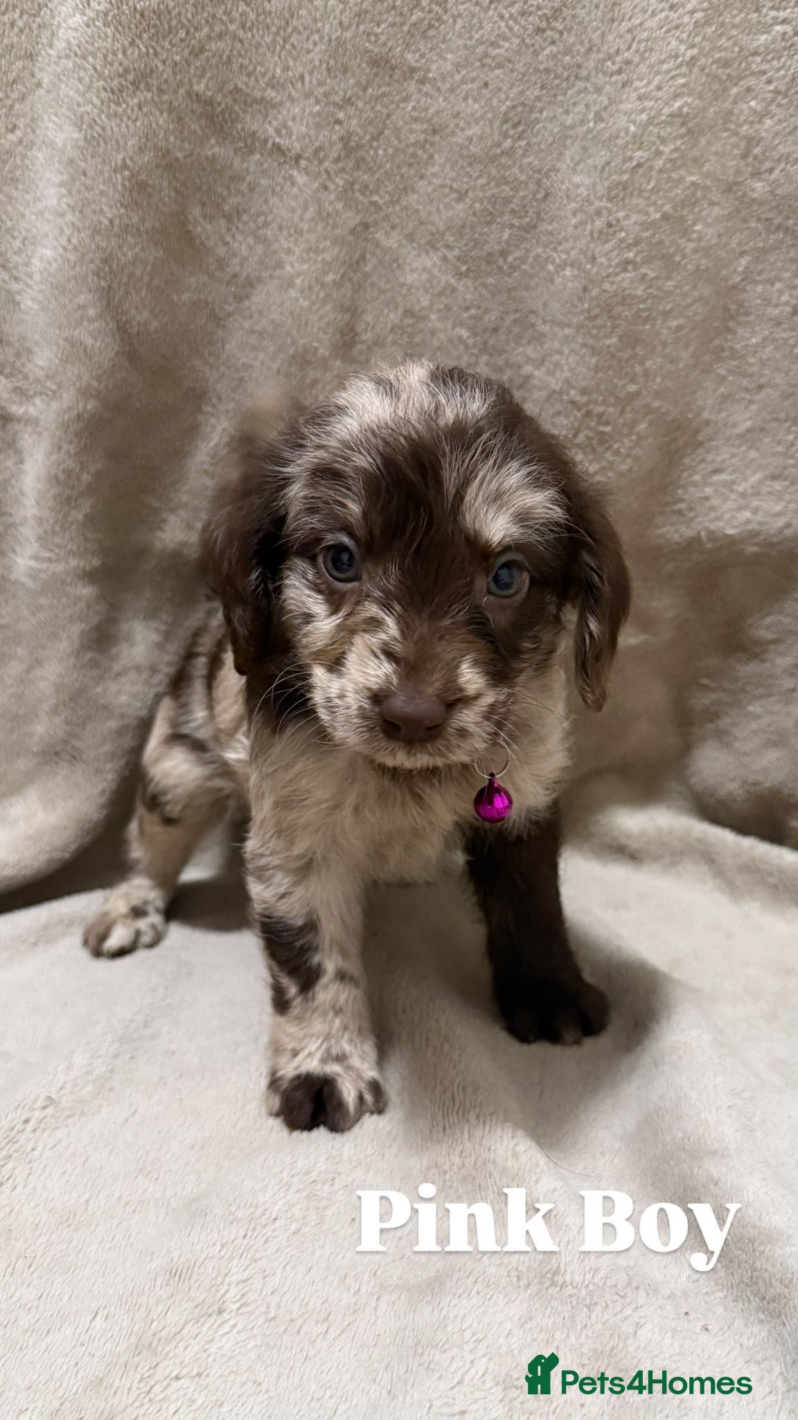 Labradoodle dogs Labradoodle Puppies (Miniature)  - Advert 1