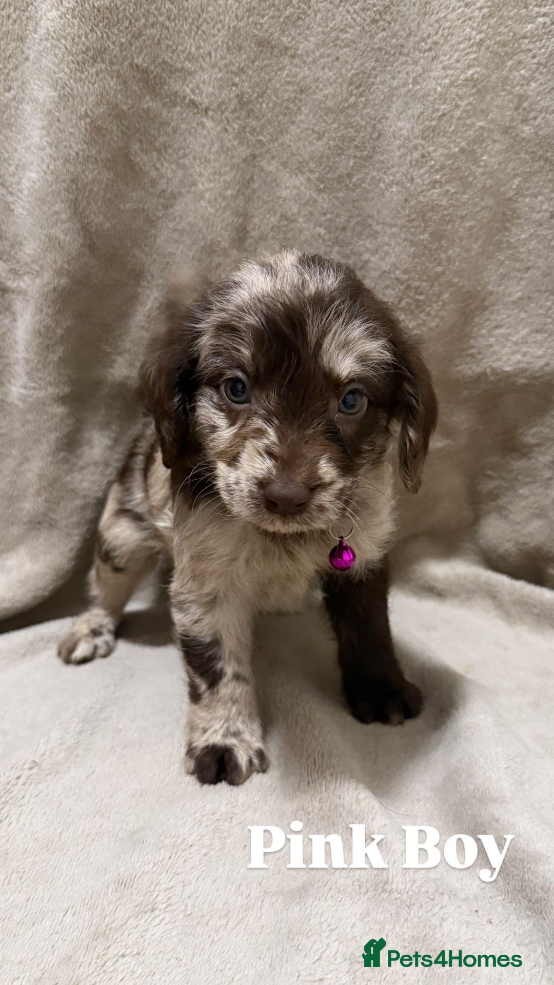 Labradoodle dogs for sale: Labradoodle Puppies (Miniature)  - Advert 1