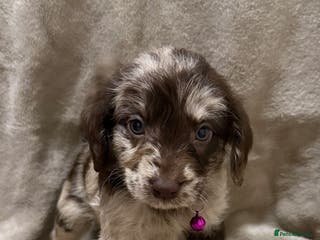 Labradoodle dogs Labradoodle Puppies (Miniature) - Advert 1