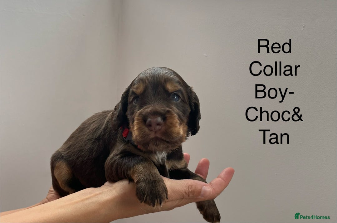 Cocker Spaniel dogs for sale: Beautiful Cocker Spaniel Puppies  - Image 4