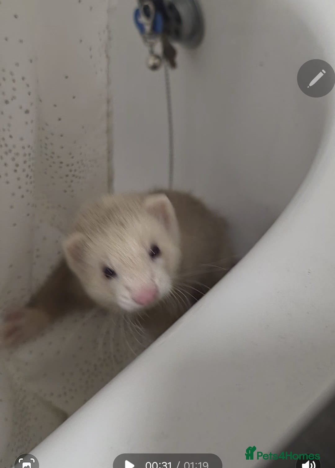 Ferret rodents for sale: 1 female ferret  - Image 2