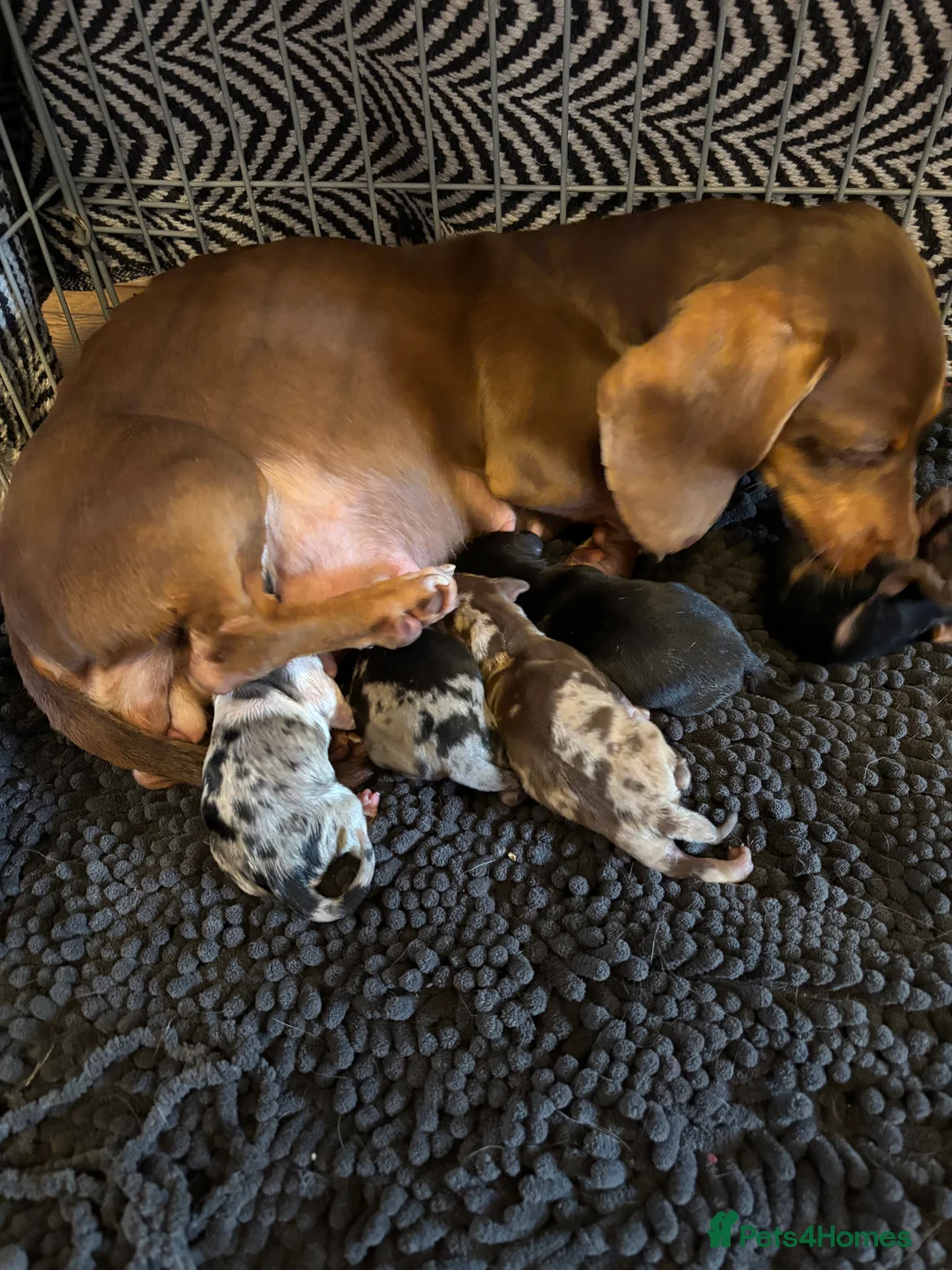 Miniature Dachshund dogs for sale: Beautiful miniature dachshunds 🤍 - Advert 5