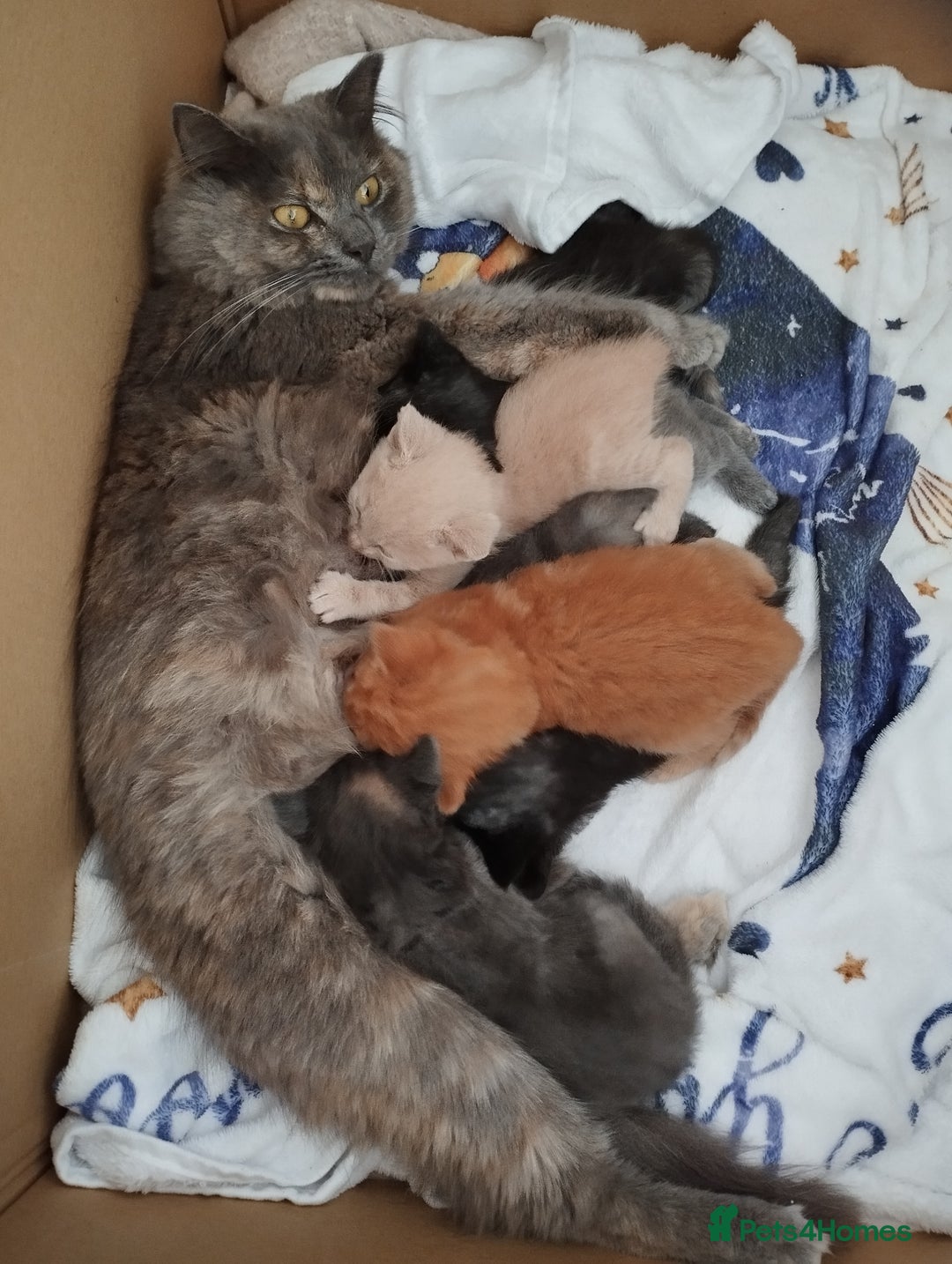 Mixed Breed cats for sale: Mix persian kittens - Image 21