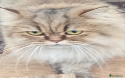 Persian cats for sale: Beautiful Chinchilla Persian girl  - Image 2