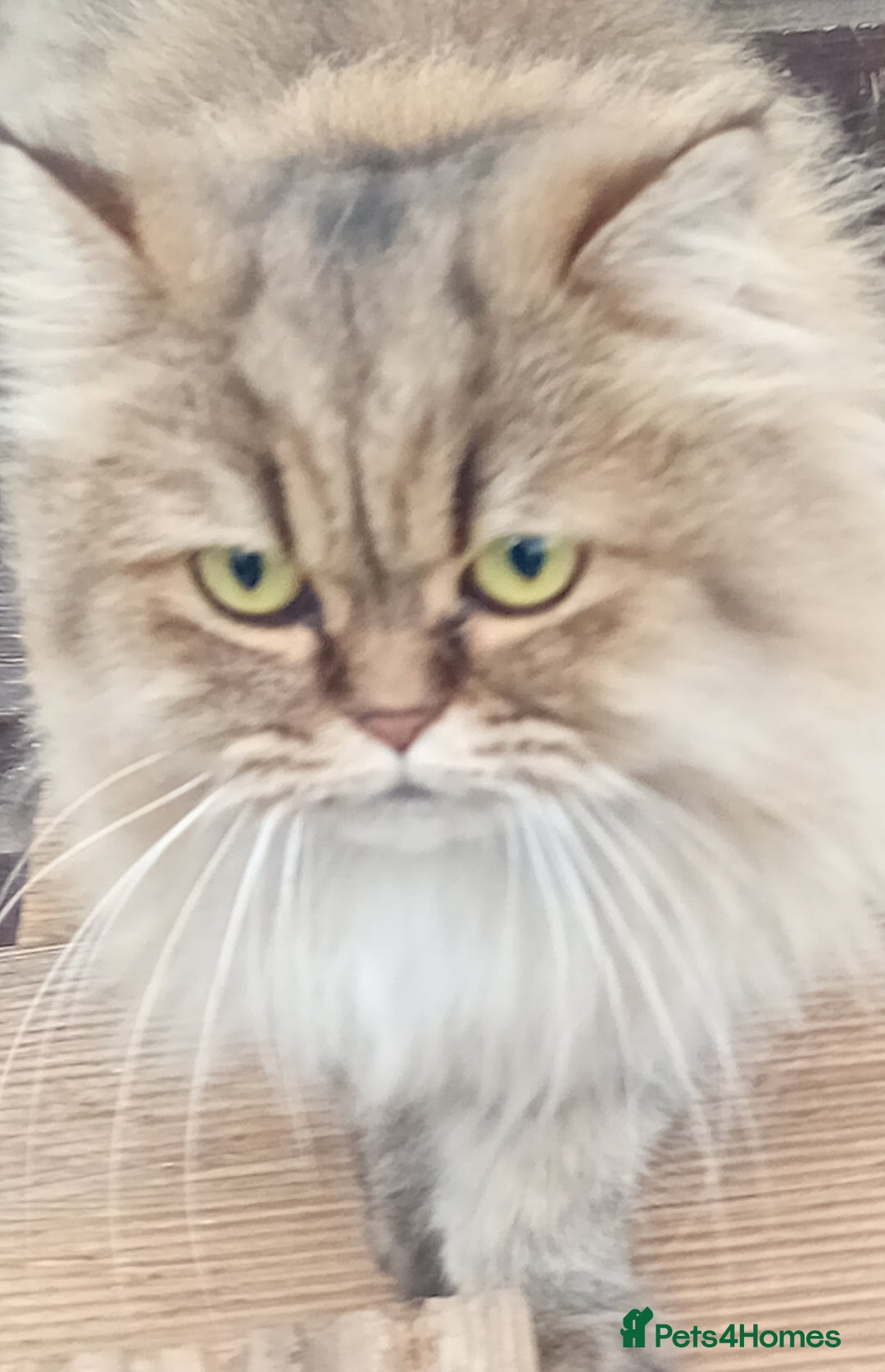 Persian cats for sale: Beautiful Chinchilla Persian girl  - Image 2