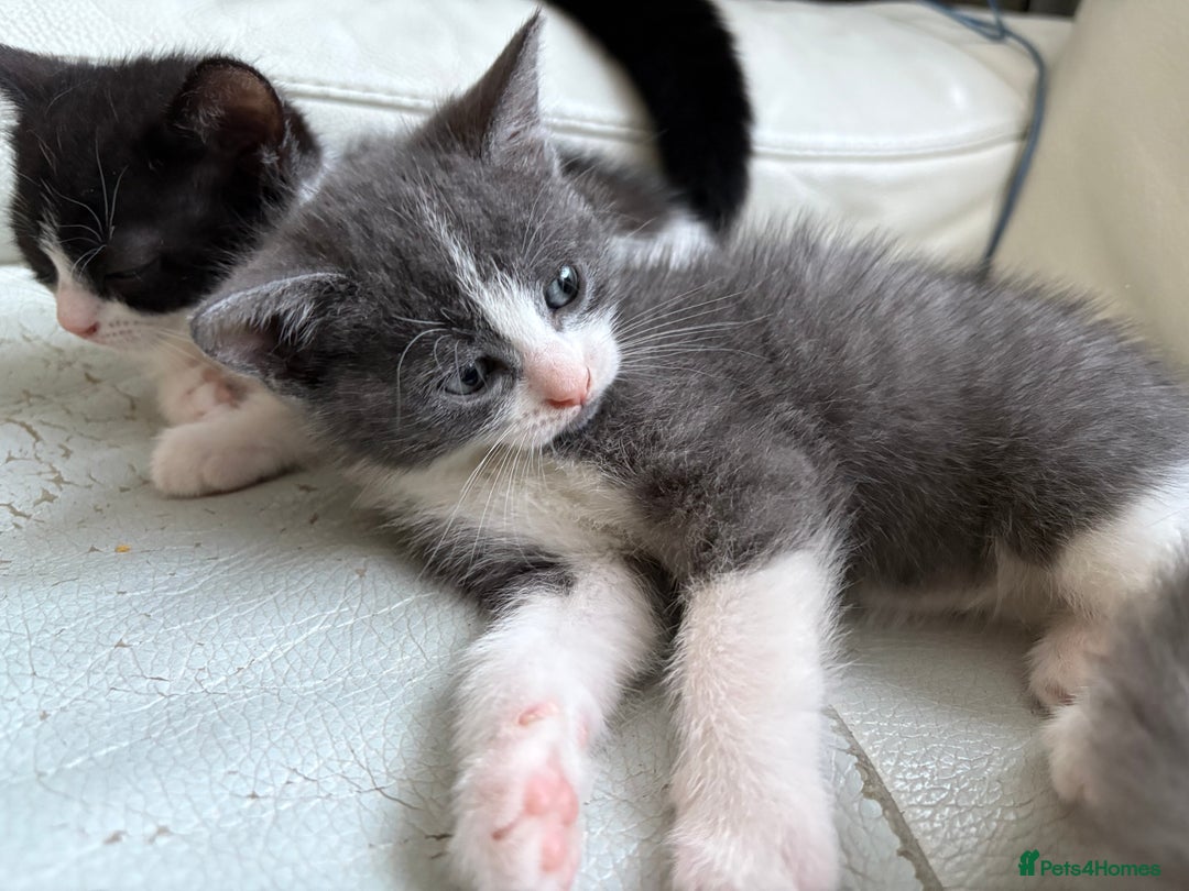 Mixed Breed cats for sale: Kittens for sale - Image 22