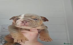 English Bulldog dogs for sale: Kc british bulldogs  - Image 14