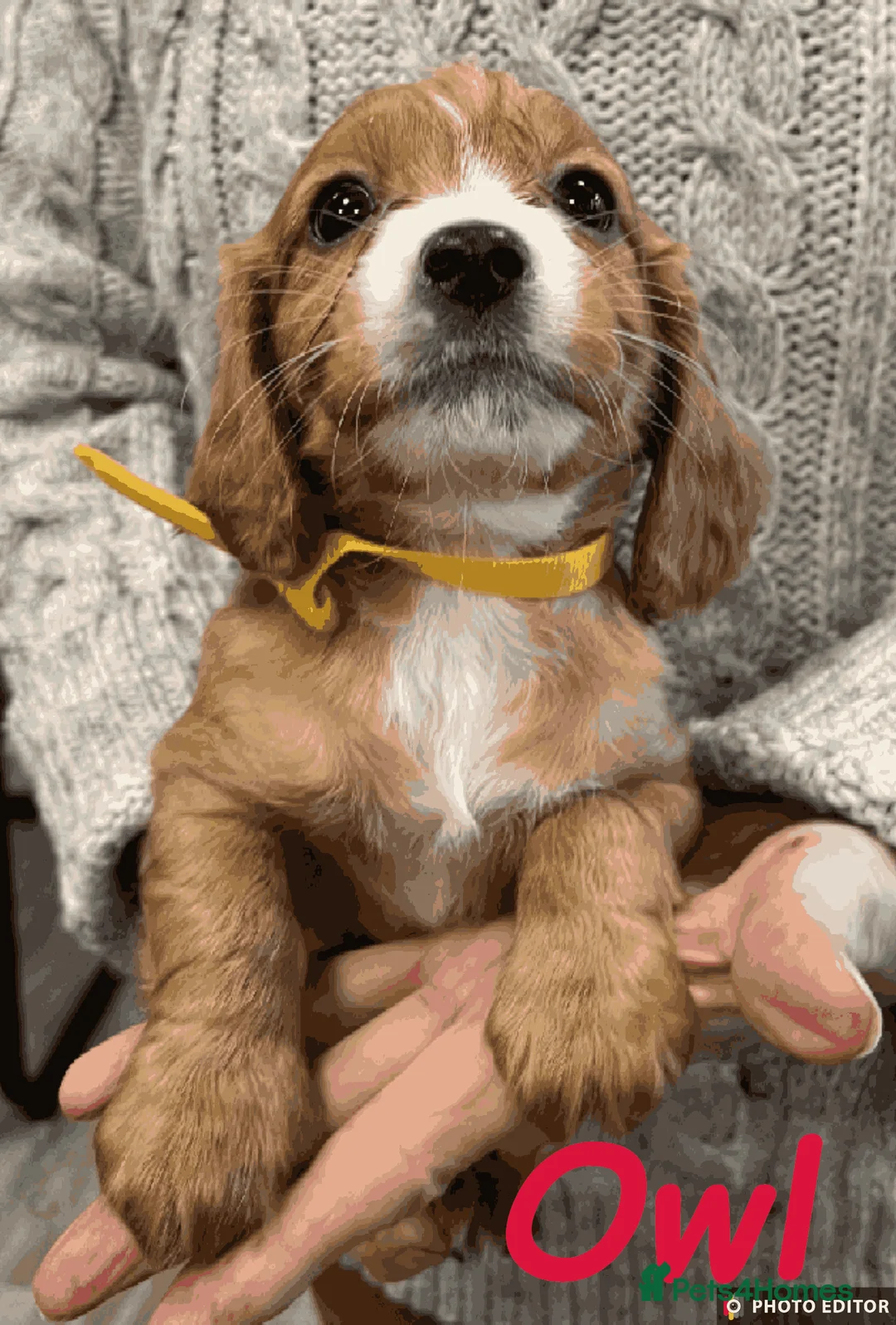 Cockalier dogs for sale: Adorable Cockalier Puppies - Advert 3