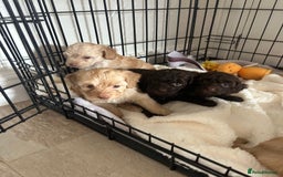 Cockapoo dogs for sale:  Cockapoo puppies  - Image 13