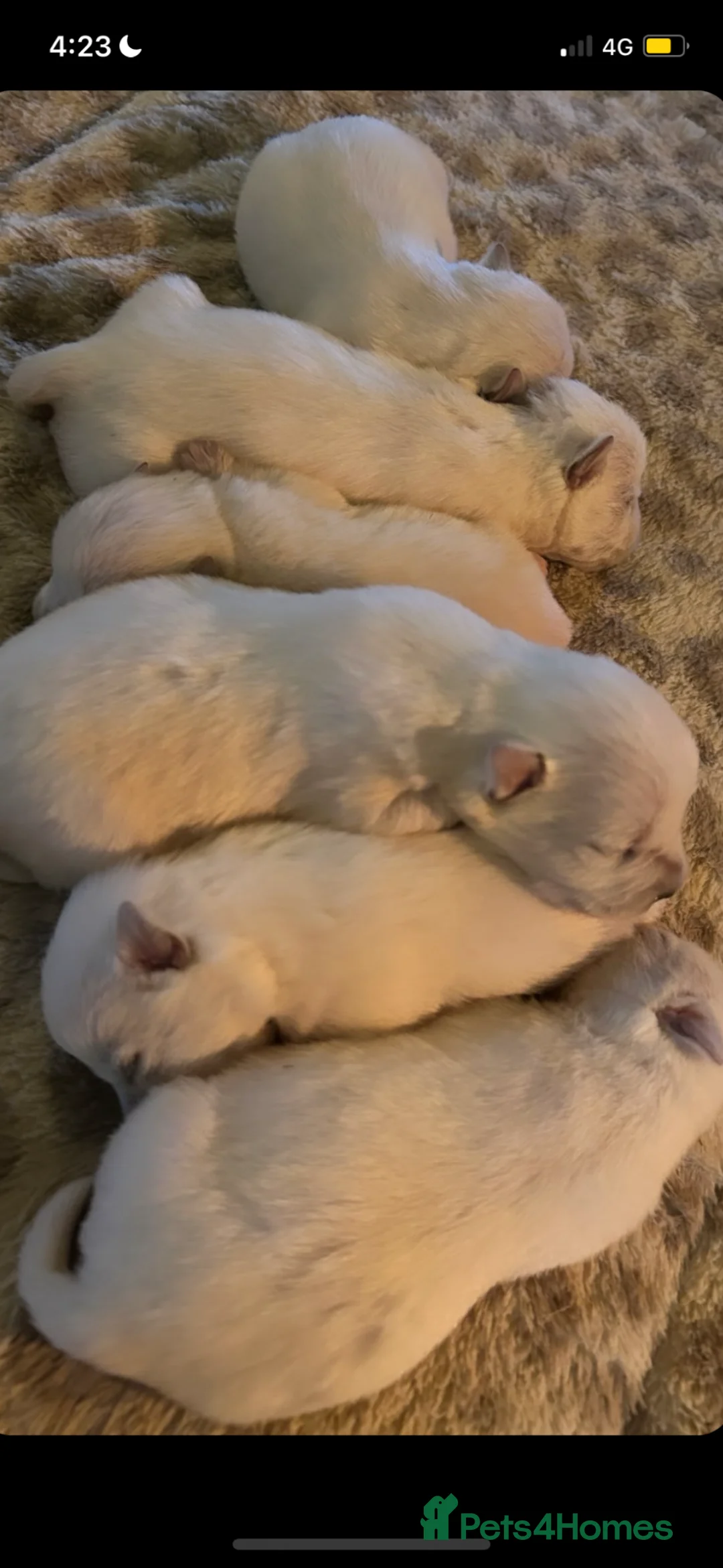 West Highland Terrier dogs for sale: West highland terrier puppies in Llanfyllin - Advert 3