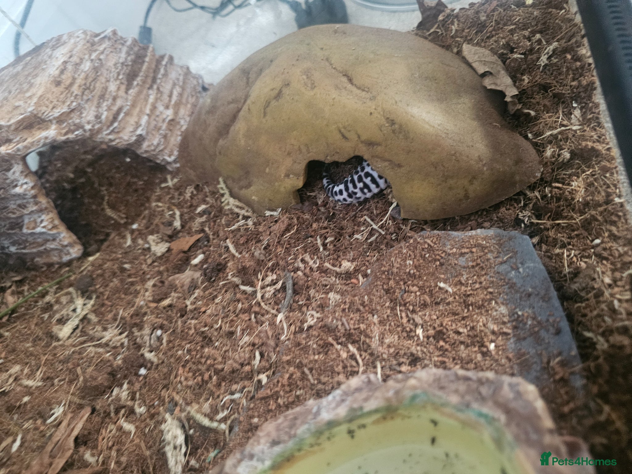 Leopard Gecko reptiles for sale: Male leopard gecko and equipment in Hemel Hempstead - Advert 1