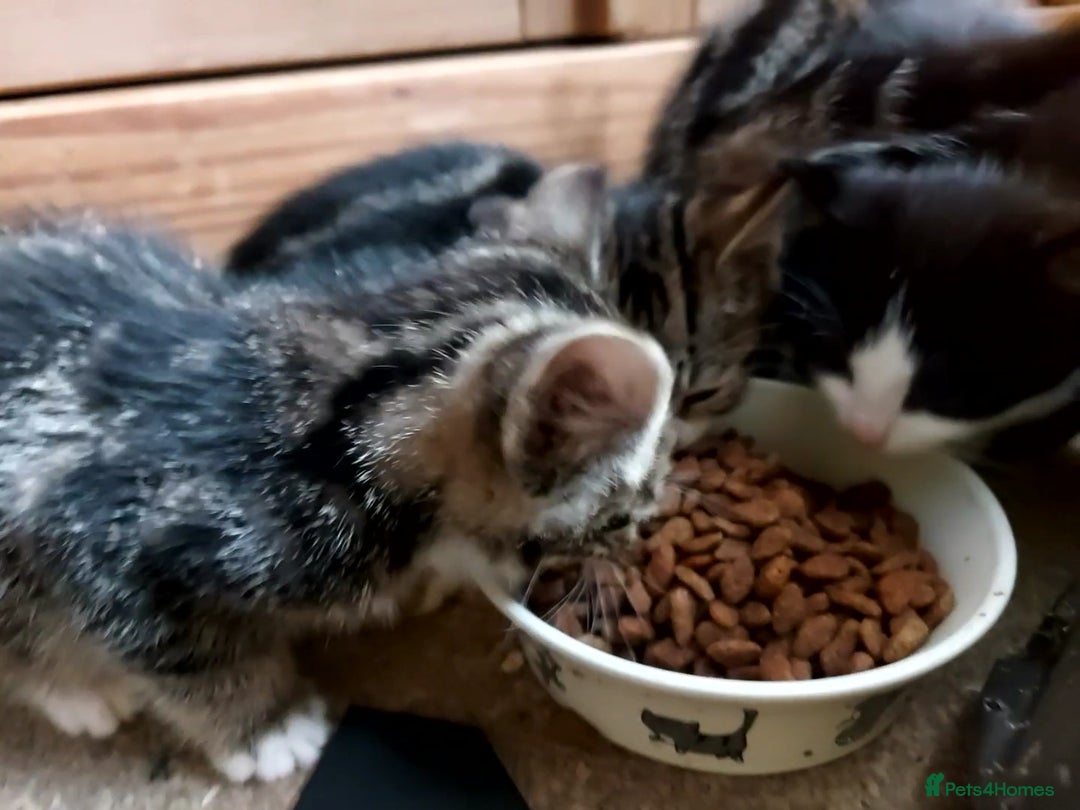 Mixed Breed cats for sale: 6 Beautiful Kittens Ready for New Homes - Image 3