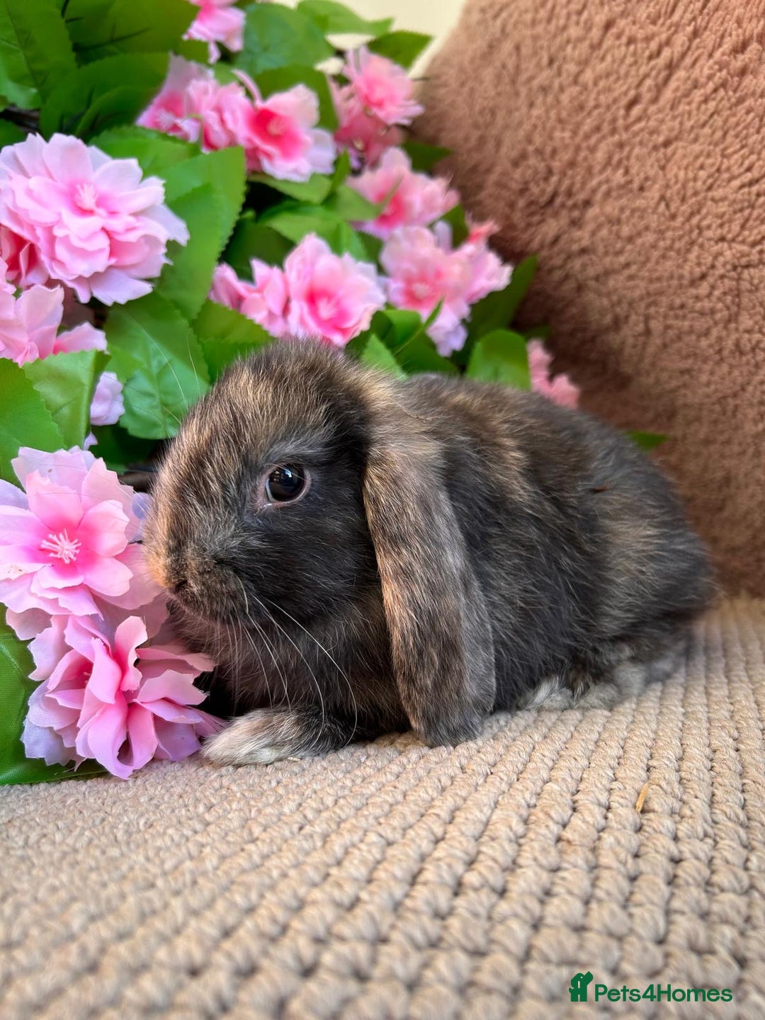 Mini Lop rabbits for sale: Mini lops  7 weeks old - Image 14