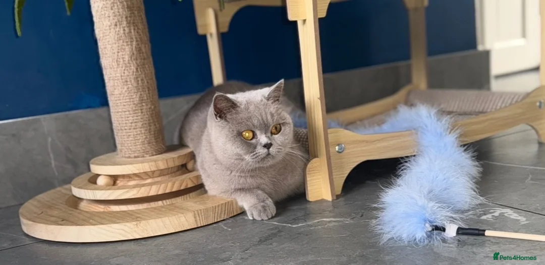 British Shorthair cats for sale: Retired GCCF Champion girls  - Advert 10