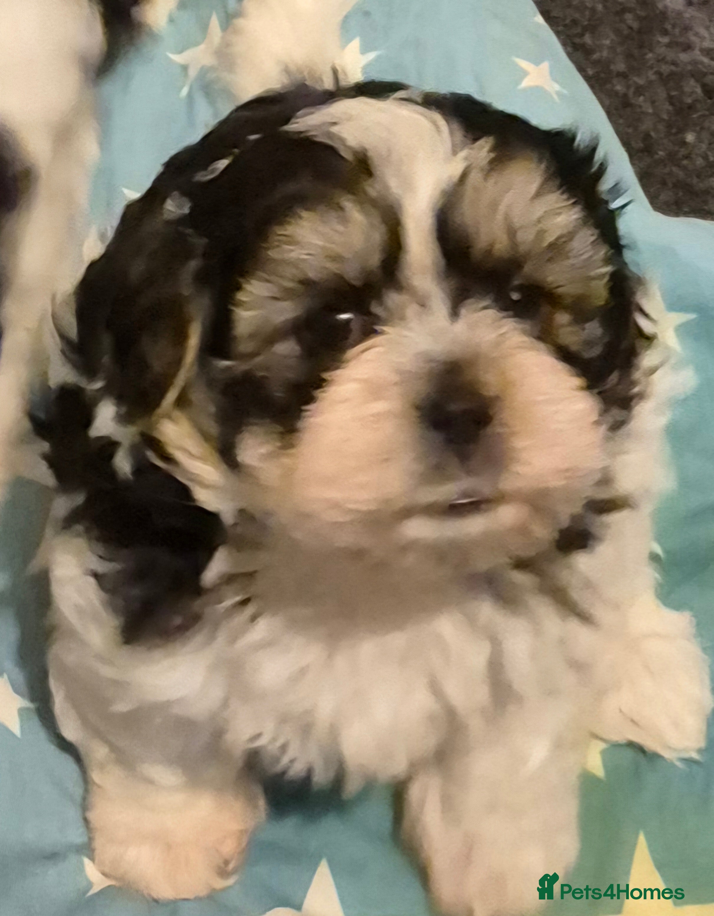 Shorkie dogs SHORKIE / SHISH TUZ - Advert 1