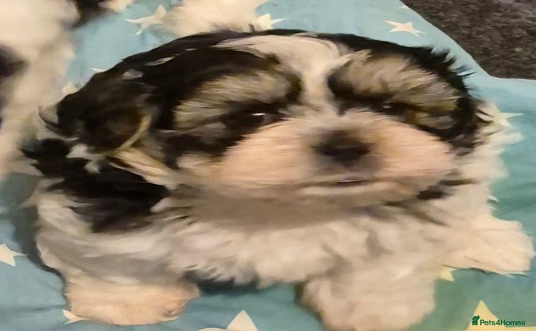 Shorkie dogs SHORKIE / SHISH TUZ - Advert 15