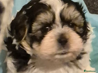 Shorkie dogs SHORKIE / SHISH TUZ - Advert 2