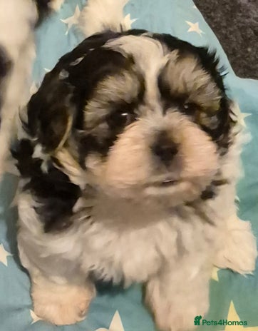 Shorkie dogs SHORKIE / SHISH TUZ - Advert 15