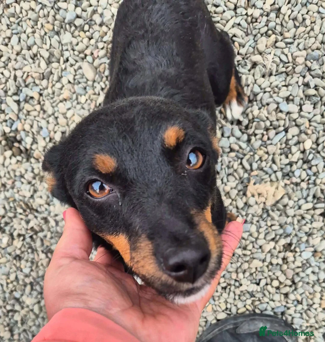Mixed Breed dogs for adoption: Cleo - In Ayr Looking for a Home - Advert 2