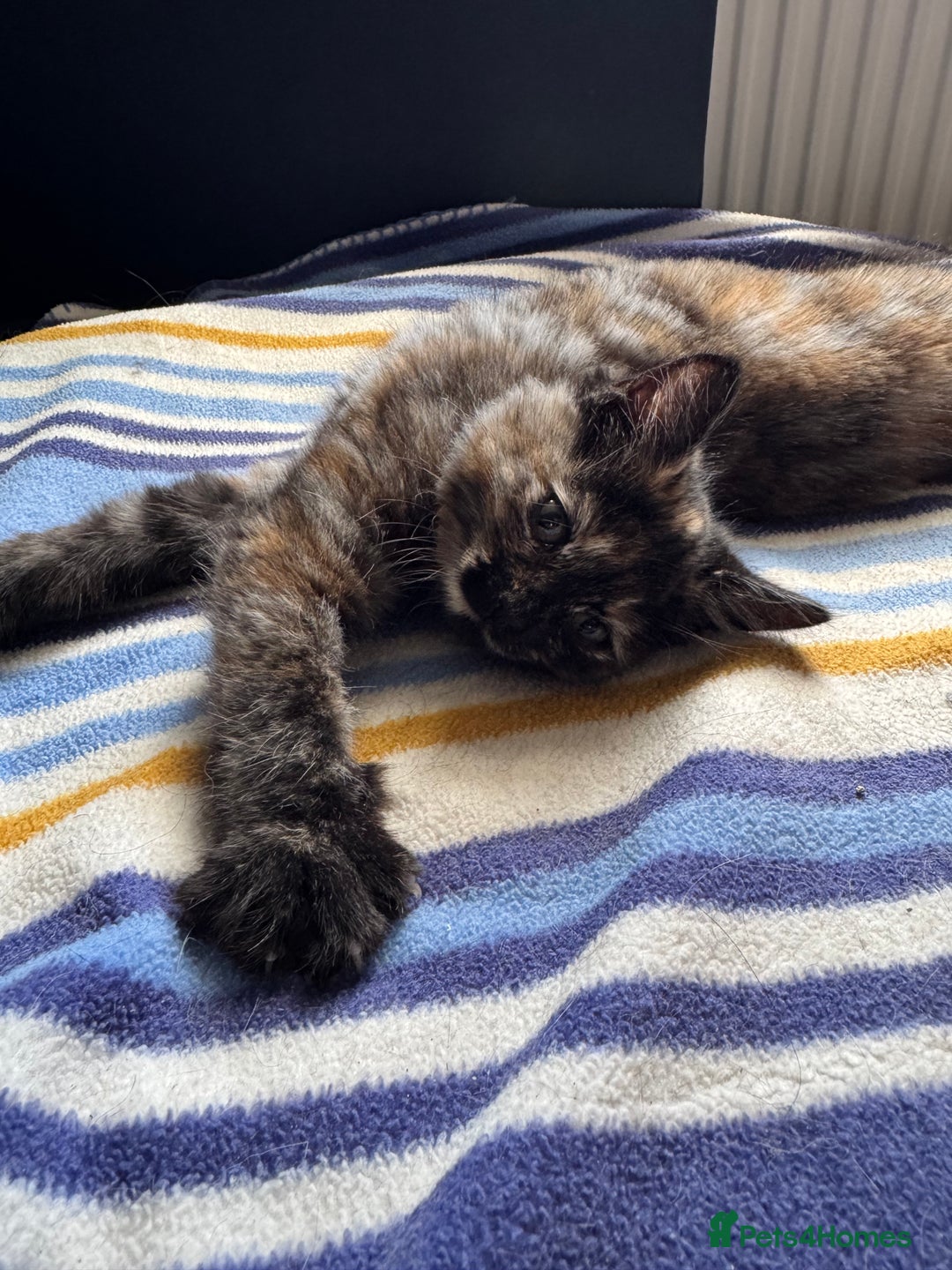 Mixed Breed cats for sale: 3 beautiful kittens for sale  - Image 4