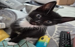 Somali cats for sale: One blue eyed boy left  in Coventry - Image 3