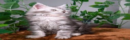 Maine Coon cats for sale: 8 STUNNING PEDIGREE TICA REG MAINE COON KITTENS - Advert 13