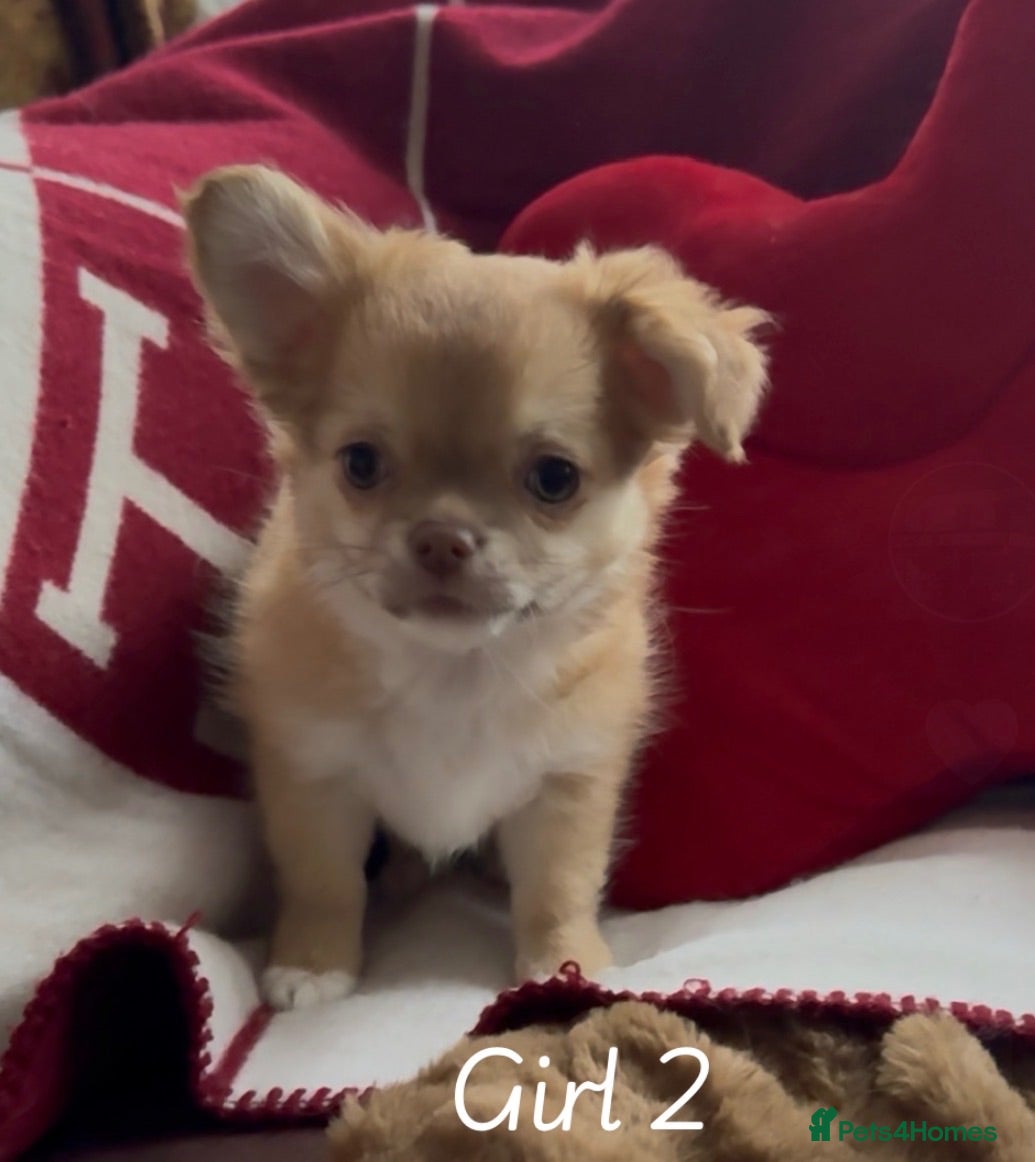 Chihuahua dogs Chihuahua puppies 🐶  - Advert 1