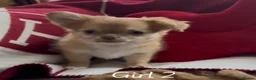 Chihuahua dogs for sale: Chihuahua puppies 🐶  - Advert 1