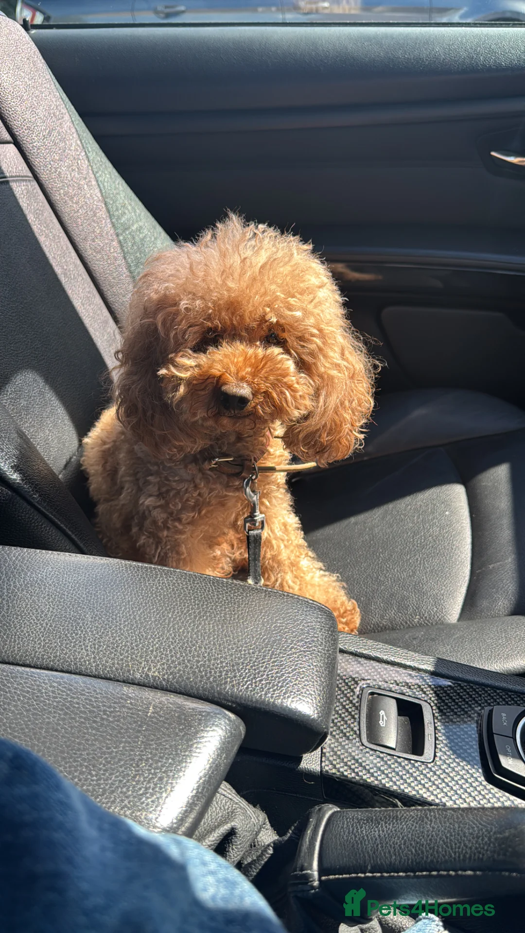 Toy Poodle dogs for sale: 5 star Toy Poodle Puppies KC Registered 4 Girls  - Advert 2