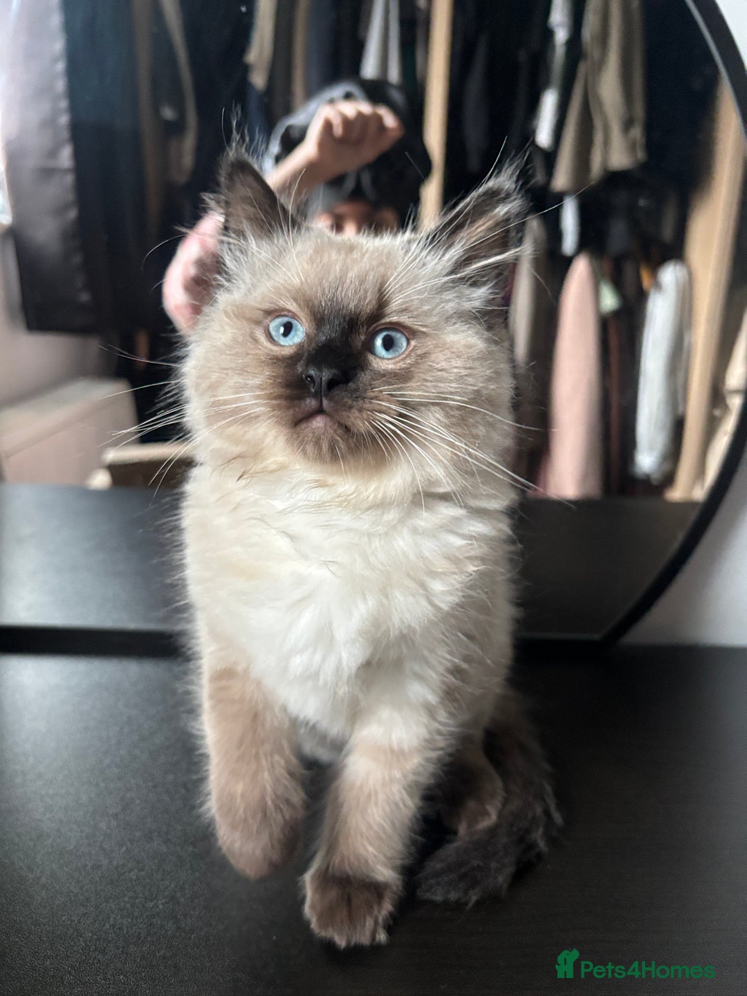 Ragdoll cats for sale: Male Ragdoll kitten  - Advert 4