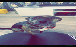 Mixed Breed dogs for sale: Staffordshire bull terrier cross Rottweiler  - Image 4